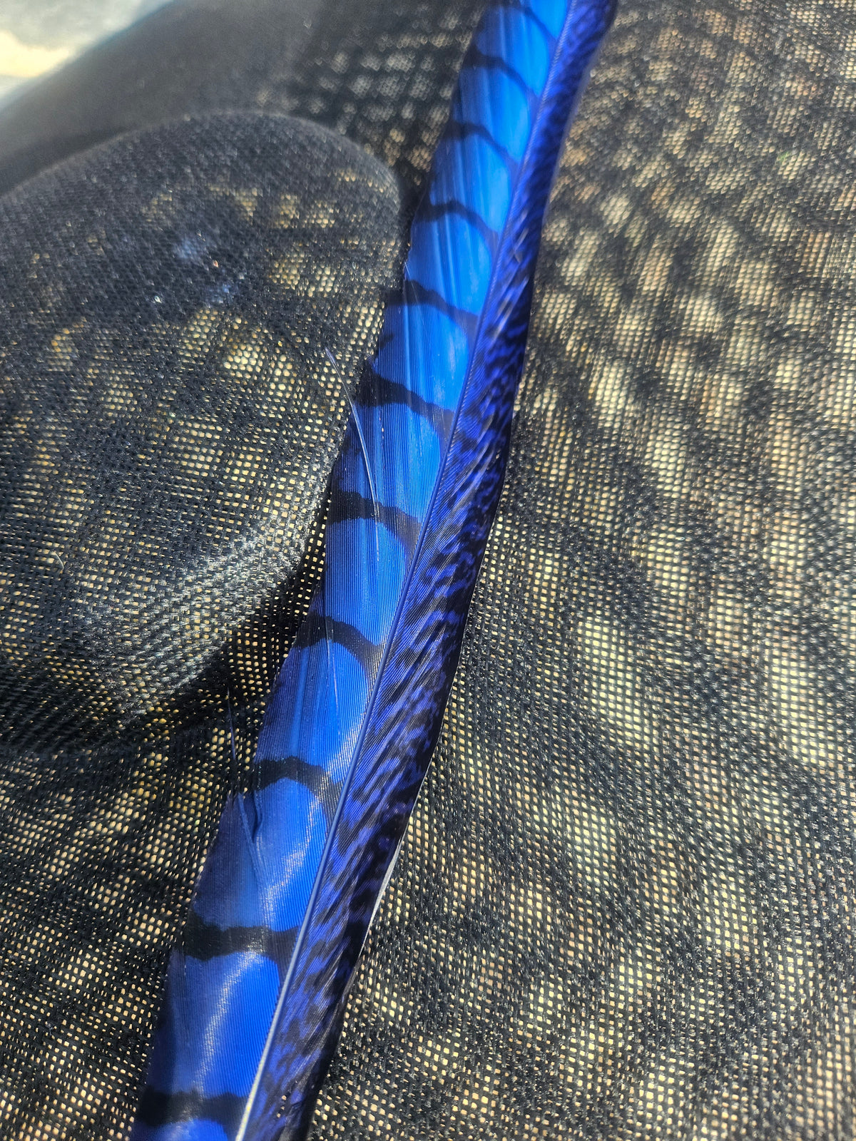 Detalle de pluma azul estampada sobre sombrero negro con banda y acabado texturizado