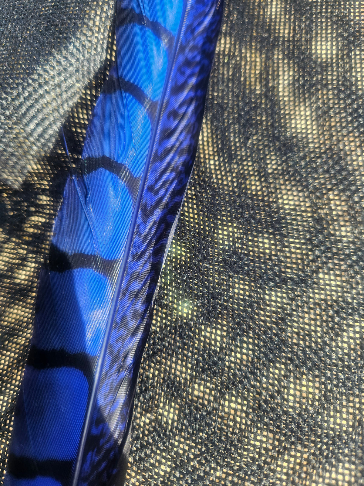 Pluma azul rayada sobre sombrero negro, vista lateral con tejido fino tipo malla